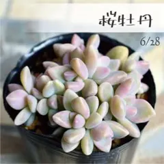 多肉植物【桜牡丹】グラプトセダム ポットごと or 抜き苗 6㎝ポットのサムネイル