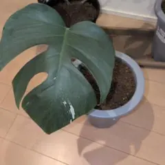 ゆ*う様 【お手本斑入り✨】モンステラ　デリシオーサ　レガシー　斑入り　希少　メ ゆ*う様 J676Monstera モンステラ レガシー 斑入り デリシオーサ