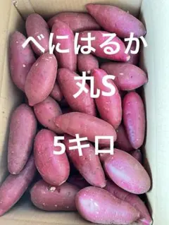 べにはるか　丸S 5キロのサムネイル