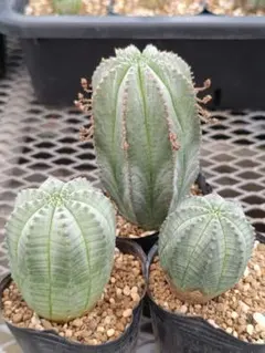 にゃろ☆プロフ読んでね☆様 リクエスト 2点 まとめ商品