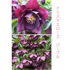 ❤️239❤️☘️ラスト☘️⭐️クリスマスローズ⭐️自然交配種子