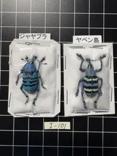 2026年最新】ホウセキゾウムシ 標本の人気アイテム - メルカリ