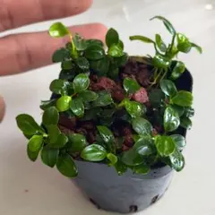 2025年最新】アヌビアス 斑入りの人気アイテム - メルカリ