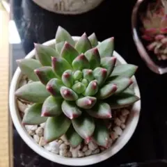 2026年最新】多肉植物カット苗の人気アイテム - メルカリ