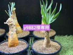 2026年最新】ブーファン ハエマンソイデスの人気アイテム - メルカリ