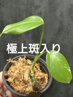 あがりー様 リクエスト 4点 まとめ商品