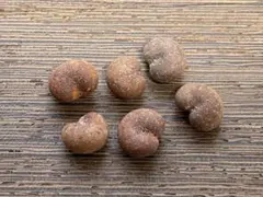 2026年最新】バオバブ 苗の人気アイテム - メルカリ