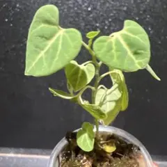 アリストロキア レウコネウラ 実生 B