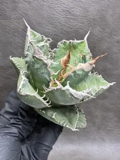 2026年最新】アガベ悪魔くんの人気アイテム - メルカリ