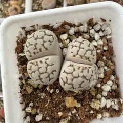 多肉植物 リトープス c147 英留玉 鉢のまま - メルカリ
