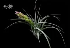 ティランジア ボブホルムズジュエル Tillandsia - メルカリ