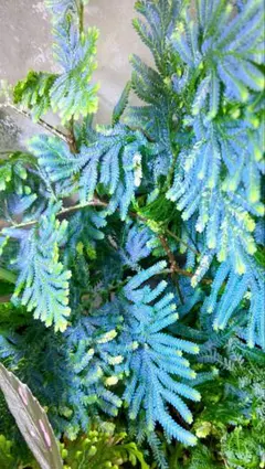 nao セラギネラ ウィルデノウィ/Selaginella 青光りシダ2種 nao様専用 セラギネラ ウィルデノウィ/Selaginella 青光りシダ2種 2025