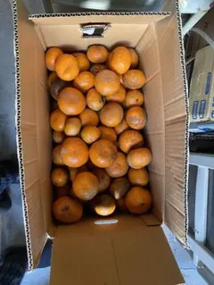 さかもと様専用