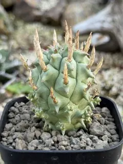 オプンチア ゴメイ オールドメキシコ オプンティア 団扇サボテン