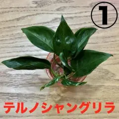 ポトス　テルノハシャングリラ　① 斑入り　テルノ　希少　テルノシリーズ　水耕栽培のサムネイル