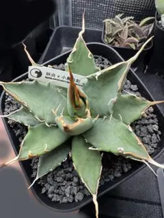 【最終値下げ　高級品種】Agave　アガベ　\"太陽神\"極白中斑　子株4株付き 最終値下げ 高級品種】Agave アガベ 太陽神 極白中斑 子株4株付き