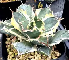Agave スーパーボール 白鯨 陽炎 極上選抜コレクション株 LED管理