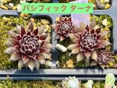 多肉植物 センペルビウム テクトラム ロイアナム No.58【白】 - メルカリ