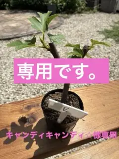 イチジクMichurinska10の挿し木苗じゅー - メルカリ