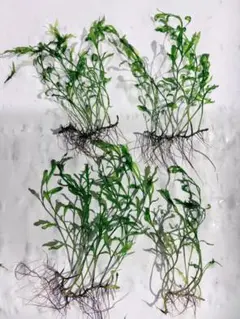一点限り　大量　ボルビティス　1のサムネイル