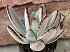 福兎耳 カット苗4本 カランコエ 兎耳シリーズ 多肉植物 うさぎ - メルカリ