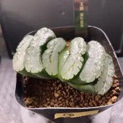 2025年最新】ハオルチア 玉扇の人気アイテム - メルカリ