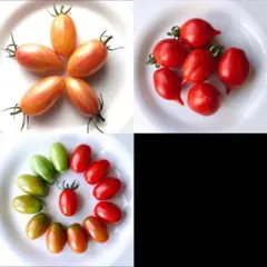 星の子ママ様 リクエスト 3点 まとめ商品