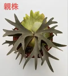 希少】アメリカ ワイオミング州 絶滅古代魚の良質化石 ⑦ 2個セット