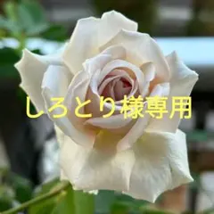 しろとり様専用 バラ苗 2点セット
