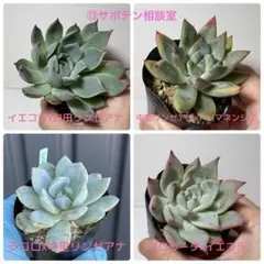 多肉植物 銀天女交配種4点セット 抜き苗 - メルカリ