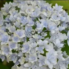2026年最新】紫陽花挿し木の人気アイテム - メルカリ