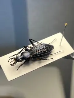 属内最高峰】パイザラゴミムシ 巨大 昆虫標本 標本 甲虫 オサムシ