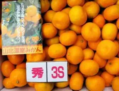 高知産 約5Kg 高糖度 温室山北みかん 3S 秀品 北海道沖縄発送不可