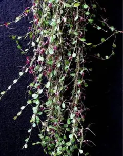 2026年最新】lepanthesの人気アイテム - メルカリ