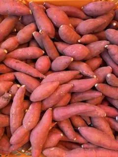 紅はるか 極小サイズ