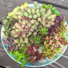 多肉植物♡可愛いセダム10種セット♪ネコポスすぐ到着♡