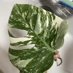 2025年最新】斑入りモンステラ ホワイトタイガーの人気アイテム