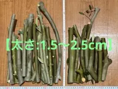 オリーブ【極太3本入り お買い得品】切り枝 挿し木 太木挿し 無農薬