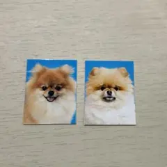 赤の他人のポメラニアンの証明写真 2枚セット