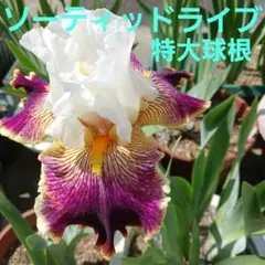 momo様 リクエスト 2点 まとめ商品