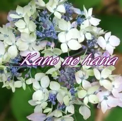 ぽん様3点根付き♪ジャスミン♪ホワイトプリンセス苗ハゴロモ改良