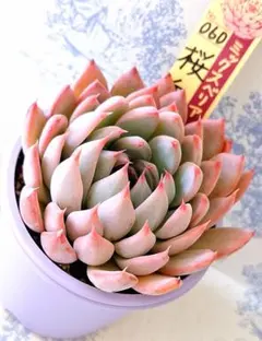 2026年最新】桜鬼 おらいさんの人気アイテム - メルカリ