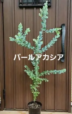 パールアカシア テラコッタ鉢植え 苗 ミモザ オージープランツ 真珠葉