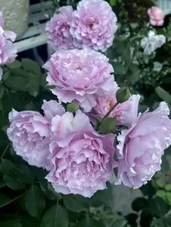バラ苗 薔薇苗 青バラ 藤色バラ 紫色バラ 挿木苗3 - メルカリ