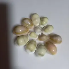 貝殻 たから貝13個セットハンドメイド素材