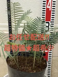 お任せ配送‼️ディオーンエデュレパルマソラ　5株　抜き苗 お任せ配送ディオーンエデュレパルマソラ 5株 抜き苗｜Yahoo!フリマ その他観葉植物