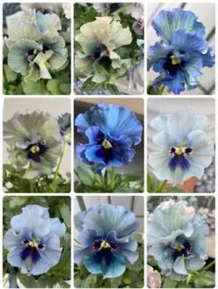 ビオラ　レディの種　10粒＋αのサムネイル