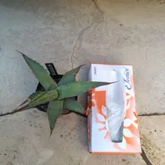 2026年最新】シャウィ アガベの人気アイテム - メルカリ