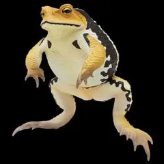 NTC 大きなヒキガエル ⬢ アズマヒキガエル(黄土色)