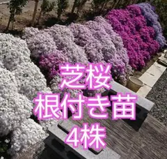 芝桜 根付き苗 青(濃) 90株 芝桜 根付き苗 青(濃) 90株